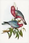 Parrot Cockatoo Bird Vintage