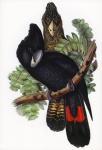 Parrot Cockatoo Bird Vintage