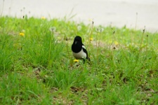 Magpie In The Grass