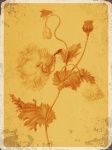 Poppy Flower Vintage Background