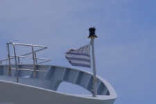 Bow Of Boat And Flag