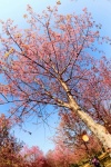 Prunus Cerasoides ,Wild Himalayan Cherry
