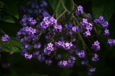 Purple Heliotrope Flowers