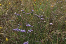 Purple Statice Flowers In Wild