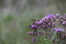 Purple Wildflowers And Bumblebee