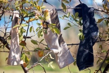 Random Socks Hanging In A Tree