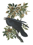 Raven On Tree Branch