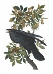 Raven Painting Print