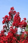 Red Crepe Myrtle Blooms On Blue Sky