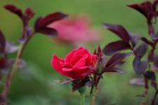 Red Rose Bud And Leaves