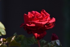Red Rose, Dark Background
