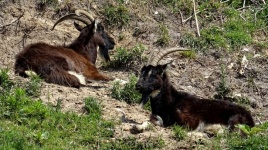 Resting Mountain Goats