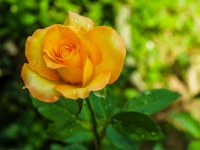 Rose In The Garden