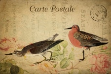 Sandpiper Vintage Floral Postcard