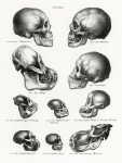 Skull Human Monkey Vintage