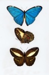 Butterfly Moth Moth Vintage