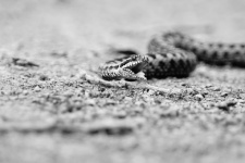 Snake Crawling On The Ground
