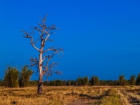Silhouette Portrait Of Dead Tree