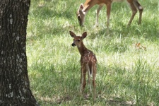 Spotted Fawn And Doe In Grass