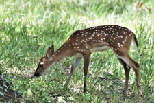 Spotted Fawn In Grass