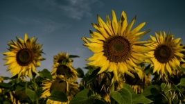 Sunflower II.