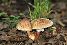 Three Amanita Blusher Mushrooms