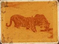 Tiger Vintage