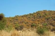 Trees In Colour Variation