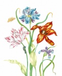 Tulips Vintage Art Print