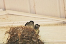 Two Baby Birds In Nest