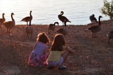 Two Little Girls Watching Geese