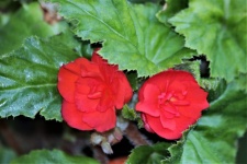 Two Red Begonia Flowers Close-up