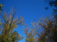 View Up Into Blue Sky With Tree Top