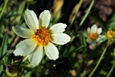 White Coreopsis And Bee Close-up