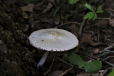 White Mushroom On Tree Bark