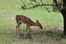 White-tail Fawn Under Pear Tree