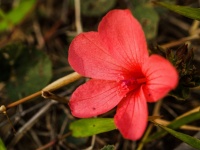 Wild Flower In Thailand