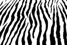 Zebra Stripes Background Wallpaper