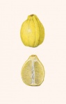 Lemon Fruit Fruit Vintage