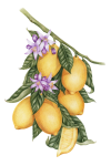 Lemon Fruit Vintage Fruit