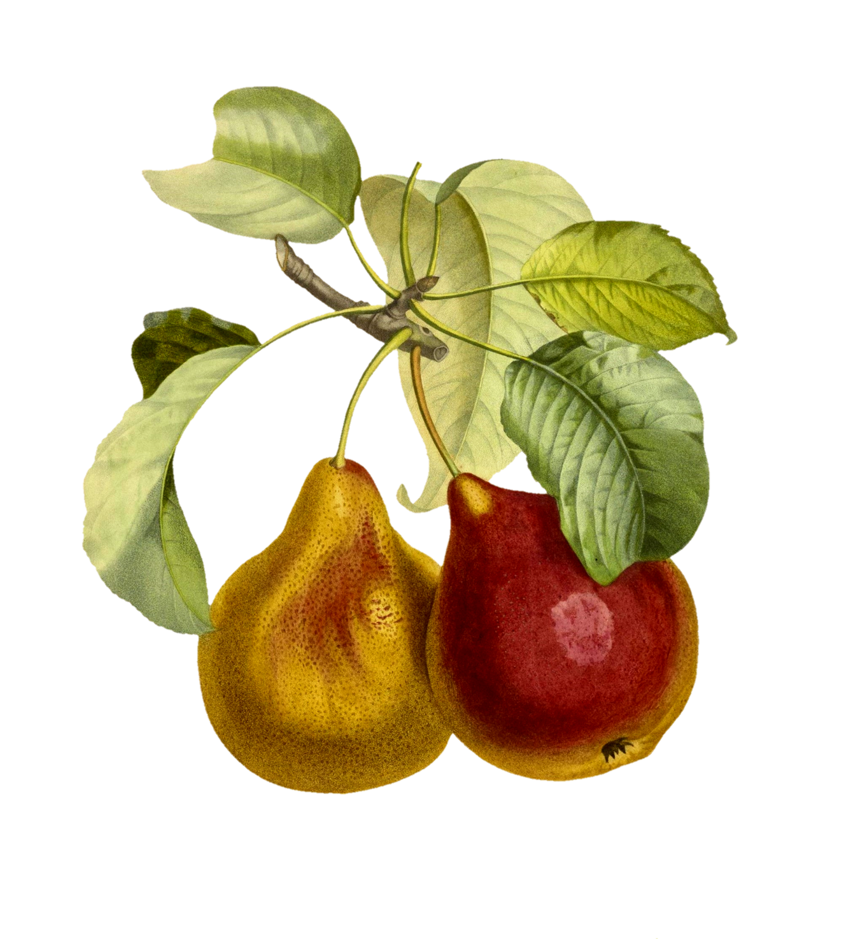 Pear Fruit Vintage Fruit