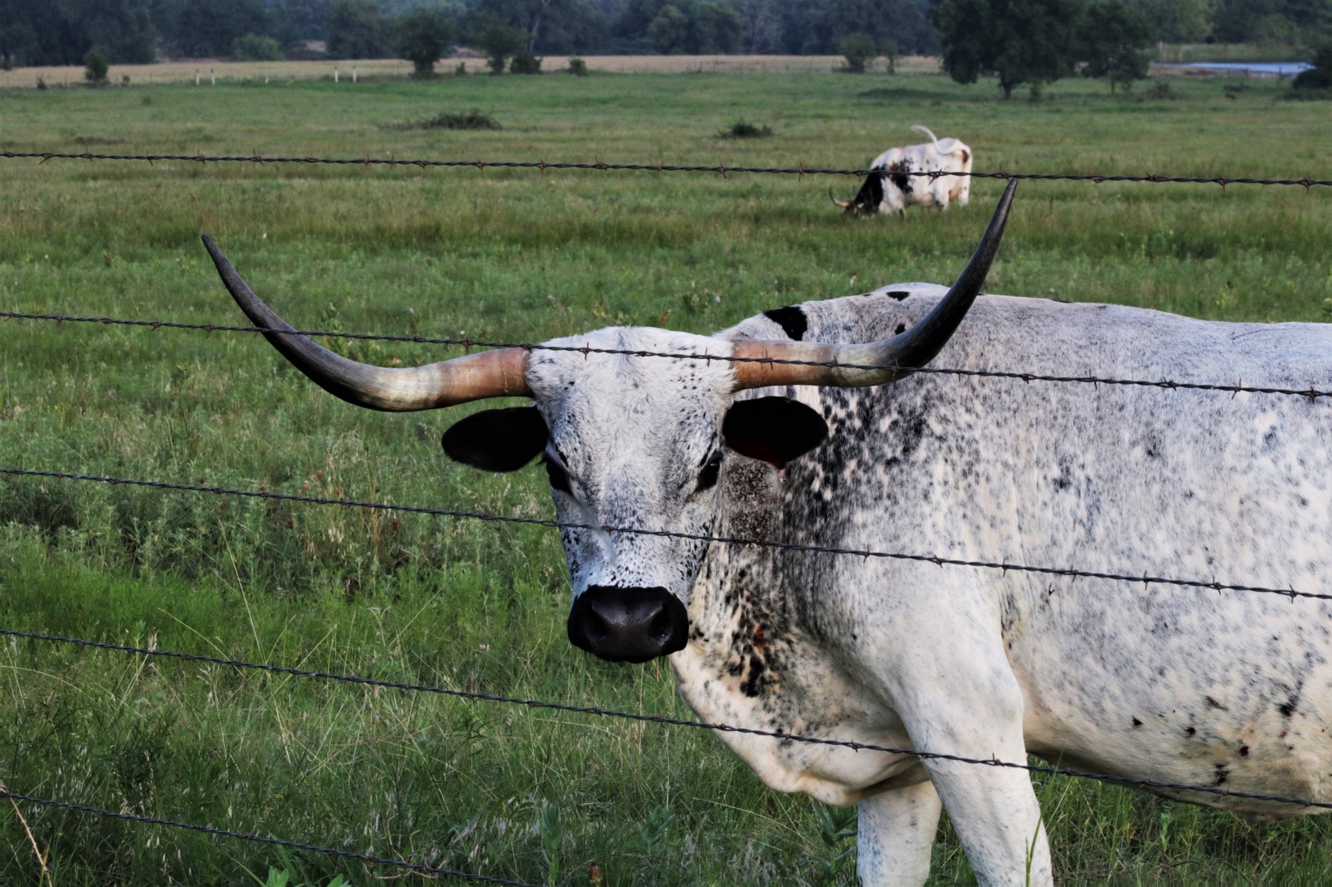 Black And White Texas Longhorn