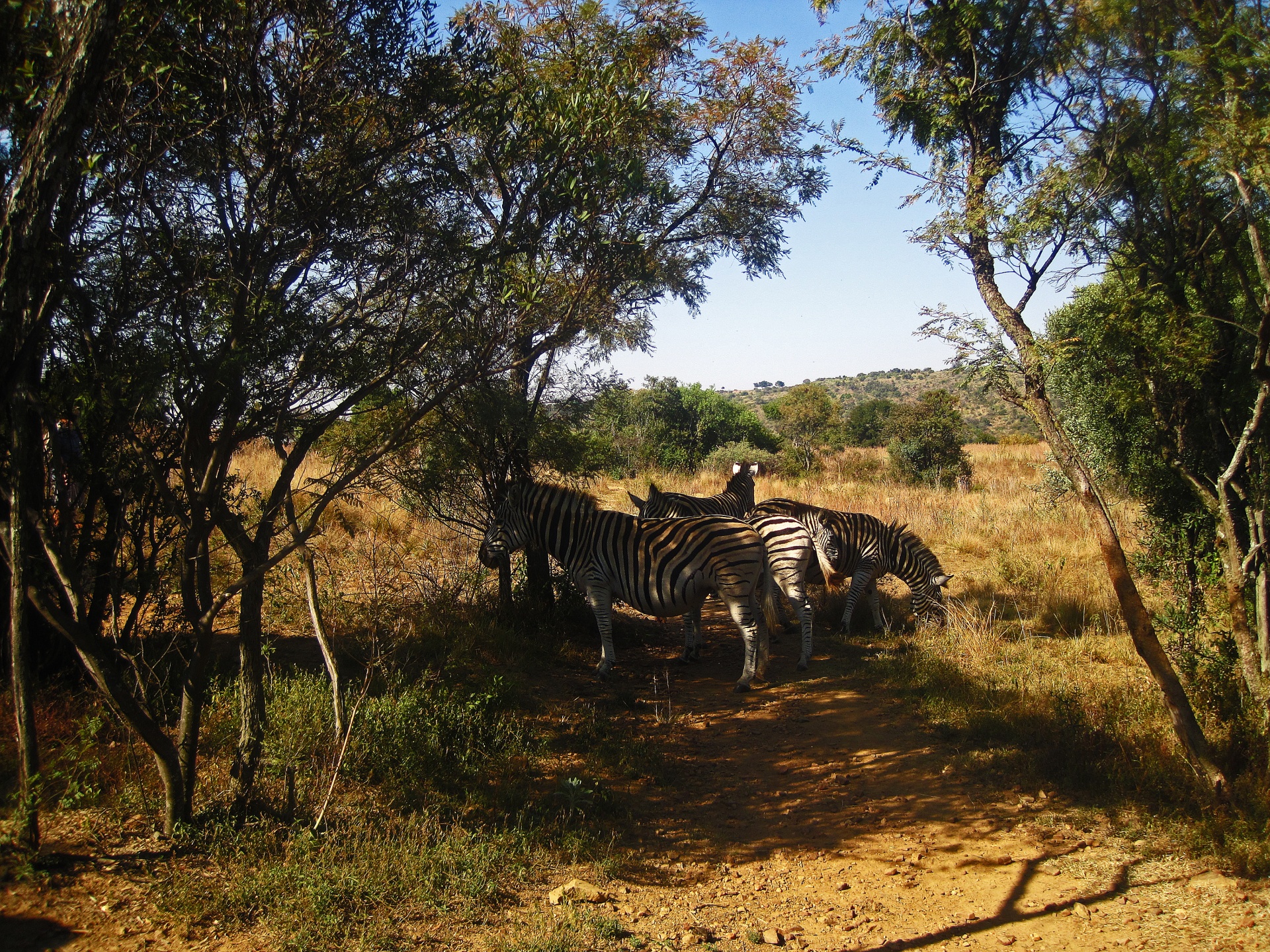 burchell's zebra standing in the shade under trees