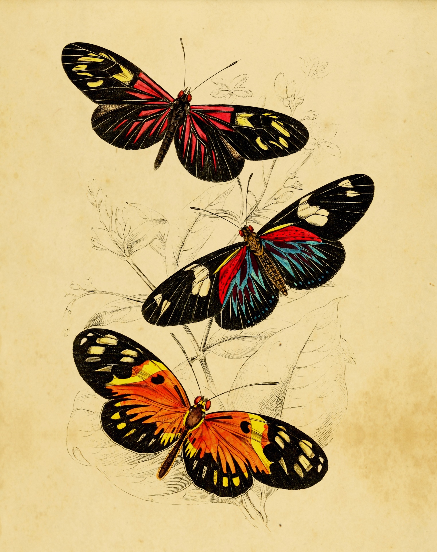 Background of three beautiful colorful vintage butterflies on old aged antique paper