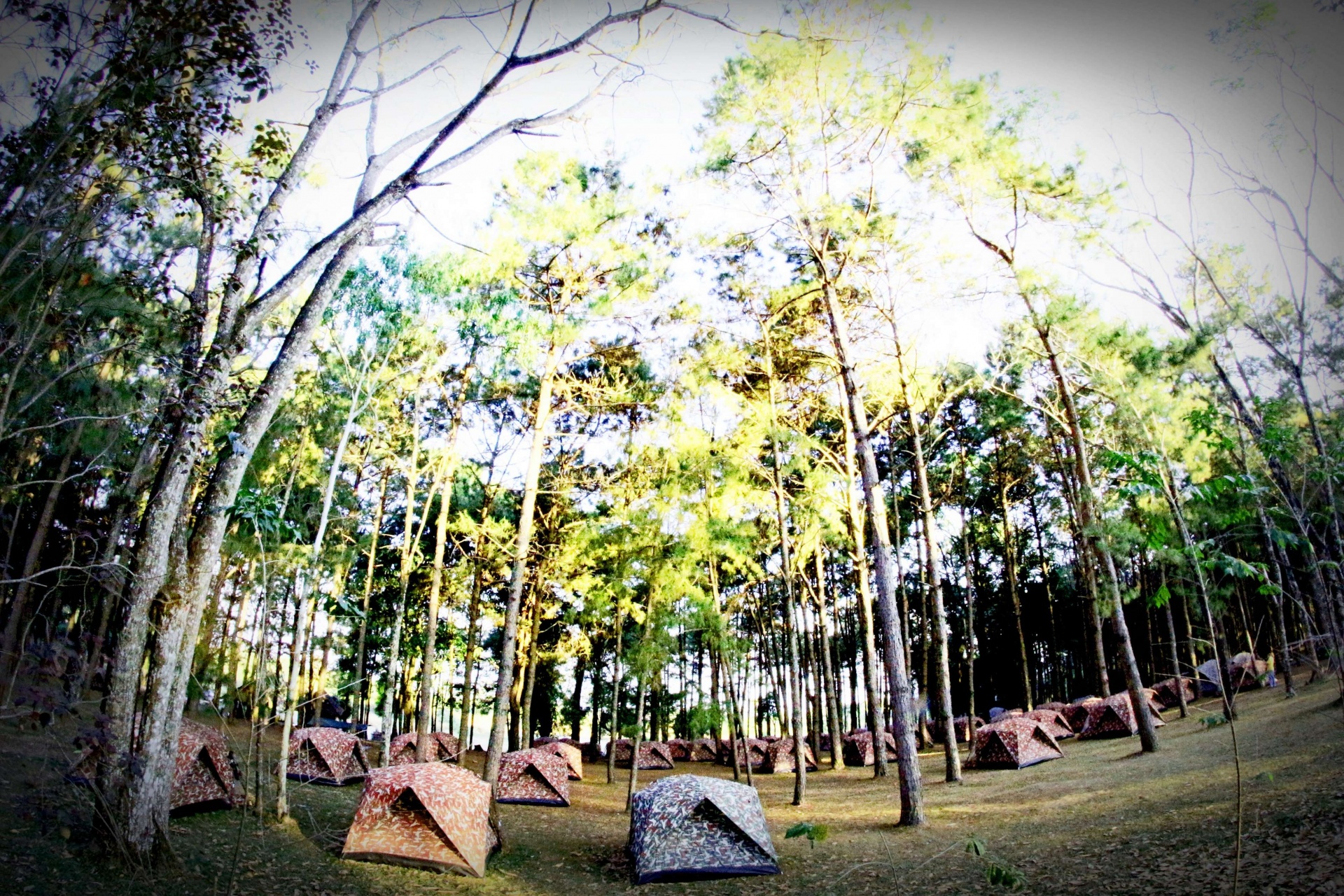 camping in pine Forrest at Phu Hin Rong Kla National Park,Phitsanulok Thailand