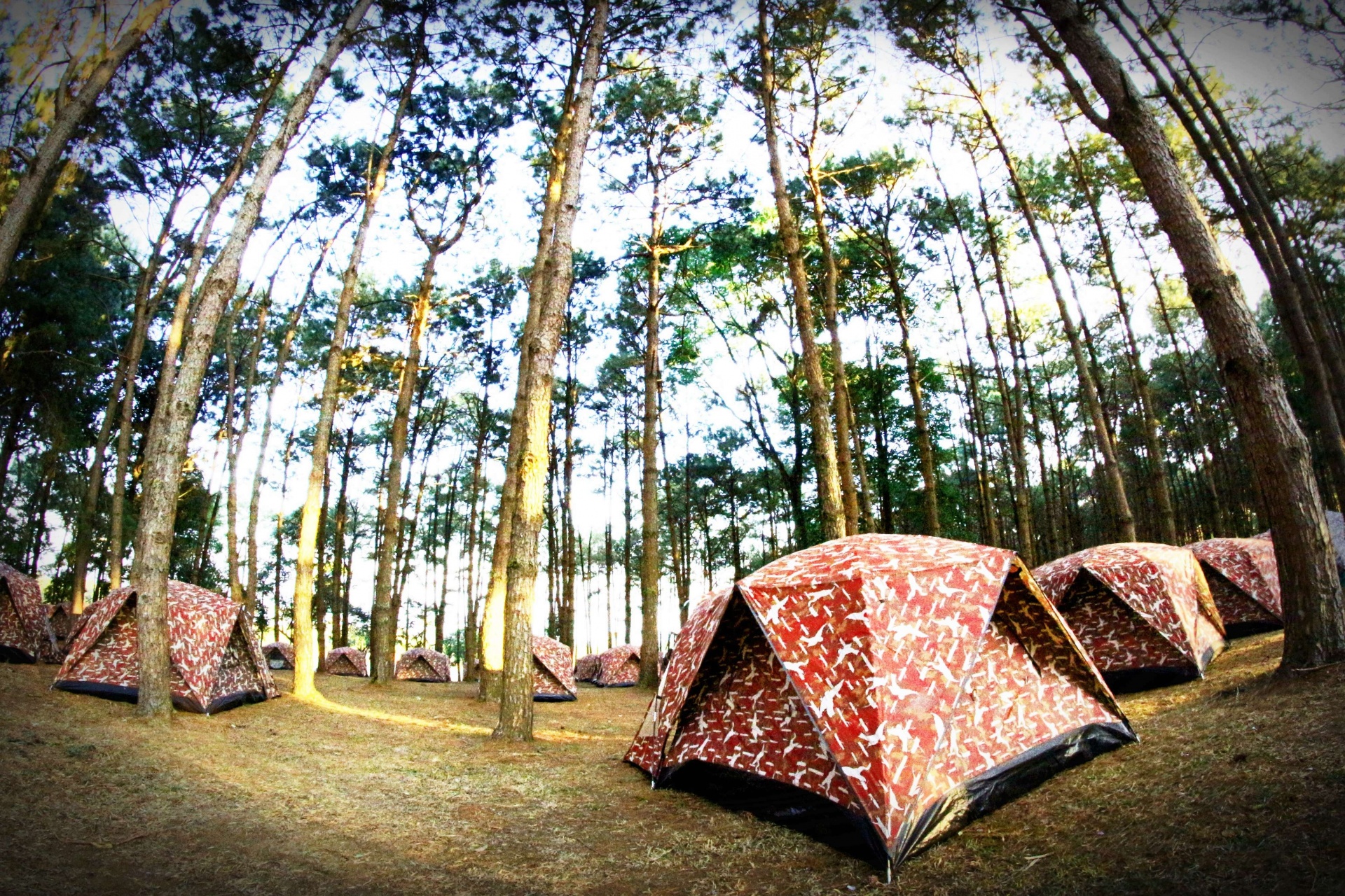 Camping In Pine Forrest At Phu Hin Rong