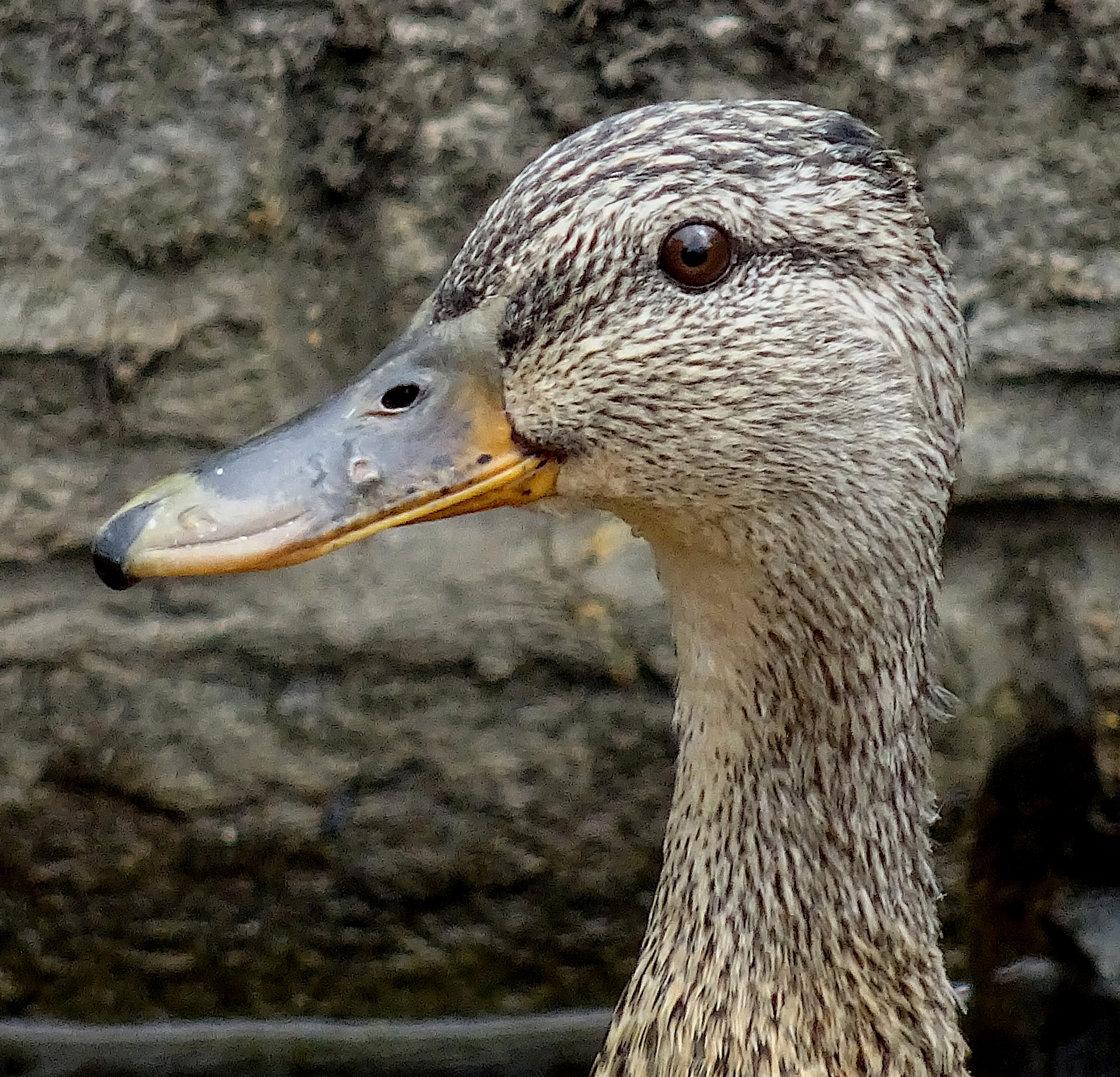 Ducks Head Up Close