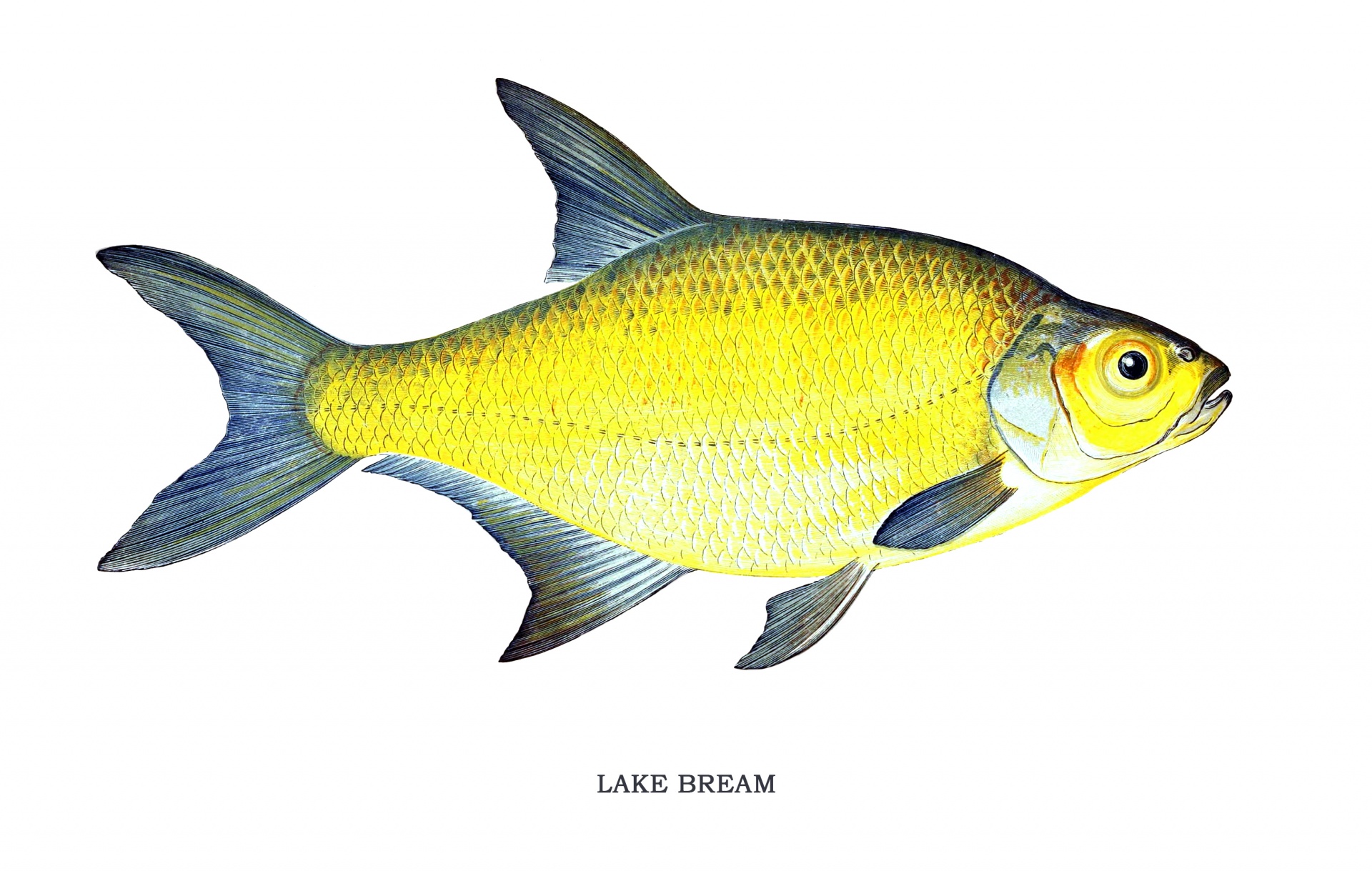 Vintage print of a lake bream fish on white background