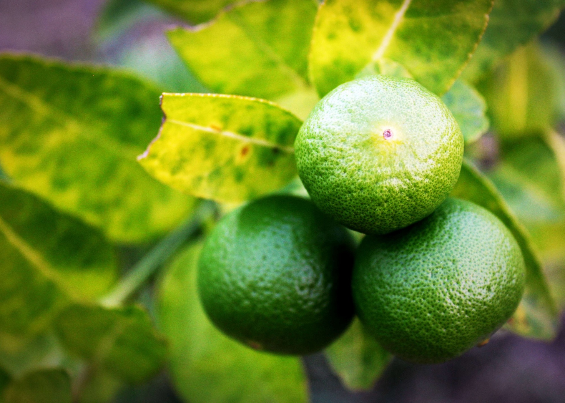 Fresh Limes On Lime Tree