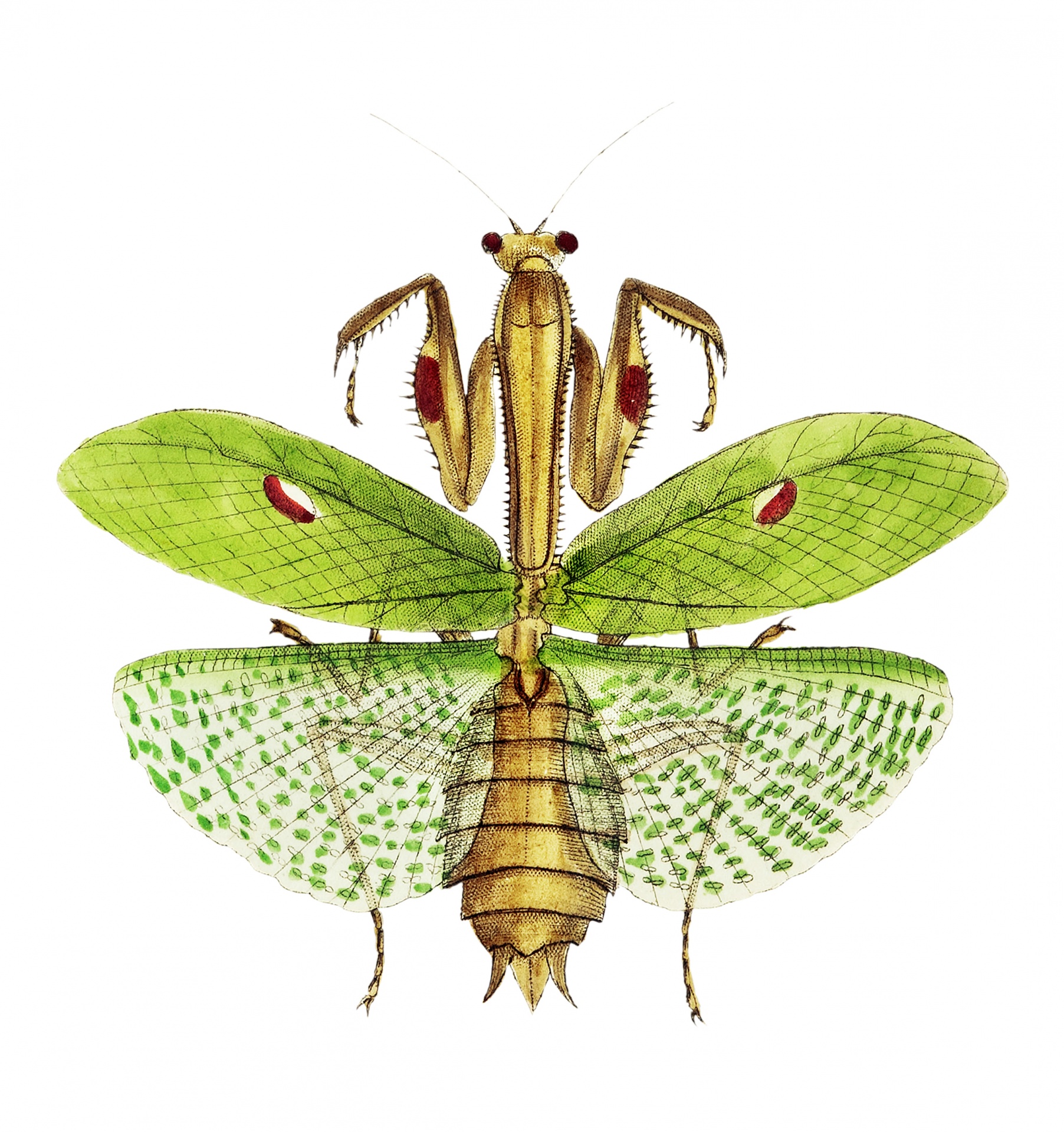 Praying Mantis Grasshopper